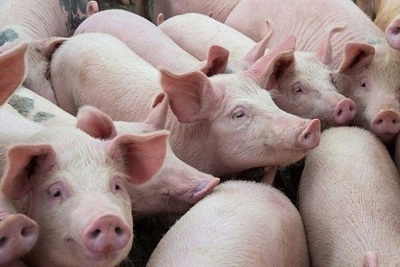 Giá lợn hơi ngày 28/12: Trong nước giảm nhẹ, nhập khẩu thịt lợn vẫn cao