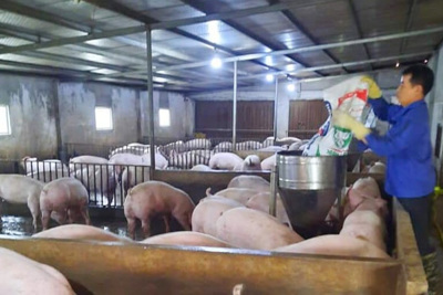 Giá lợn hơi ngày 8/1/2022: Tiếp tục tăng, đạt 70.000 đồng/kg vào dịp Tết?