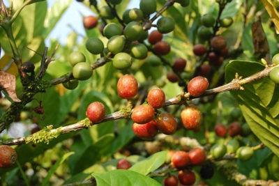 Giá cà phê hôm nay 9/1: Arabica tăng mạnh mẽ trong tuần đầu tiên năm 2022