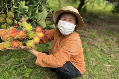 Quảng Ngãi: Cây ăn quả trái vụ sẵn sàng phục vụ Tết