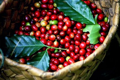 Giá cà phê ngày 12/1: Robusta quay đầu tăng vượt 40.000 đồng/kg