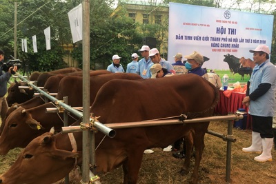 Hà Nội: Chìa khóa cải thiện năng suất, chất lượng đàn bò