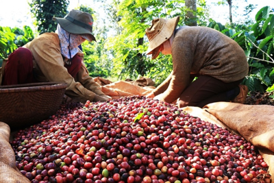 Giá cà phê 14/1: Áp lực bán tháo đẩy Robusta giảm mạnh