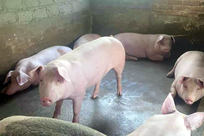 Giá lợn hơi ngày 15/1/2022: Tiếp tục tăng 1.000 - 3.000 đồng/kg