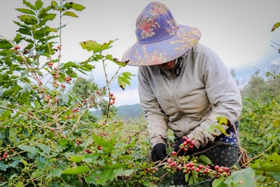 Giá cà phê hôm nay 20/1: Quay đầu tăng trở lại, Robusta dứt chuỗi giảm giá