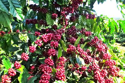 Giá cà phê hôm nay 21/1: Robusta tăng nhẹ, trong nước trên 40.000 đồng/kg