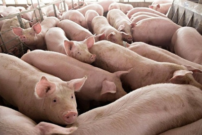 Giá lợn hơi ngày 22/1/2022: Giá lợn trong nước tiếp tục tăng mạnh?