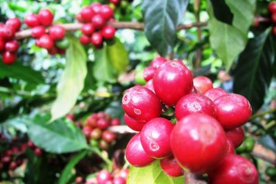 Giá cà phê hôm nay 27/1: Arabica tiếp tục tăng, Robusta quay đầu giảm