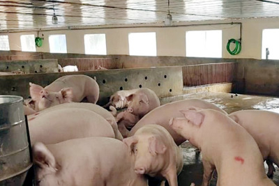 Giá lợn hơi ngày 27/1/2022: Miền Trung-Nam tiếp tục tăng từ 1.000 - 2.000 đồng/kg