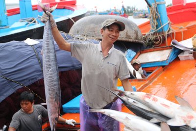 Quảng Ngãi: Ngư dân trúng đậm phiên biển cuối năm