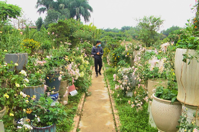 Trải nghiệm vườn hoa cúc cổ tuyệt đẹp ở Hà Nội