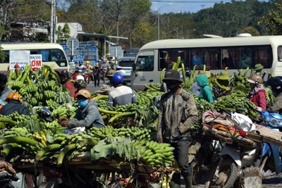 Quảng Trị: Tất bật chợ chuối Tân Long