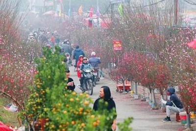 Hà Nội: Lượng hoa bán dịp Tết giảm 