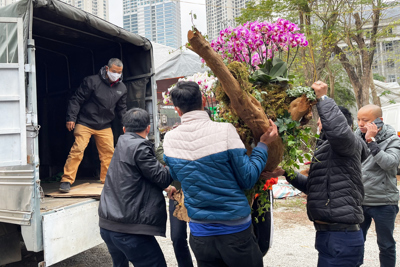 Hà Nội: Chợ hoa chiều cuối năm “vừa bán, vừa cho”