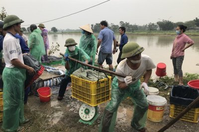 Hà Nội: Nuôi trồng thủy sản vào vụ mới