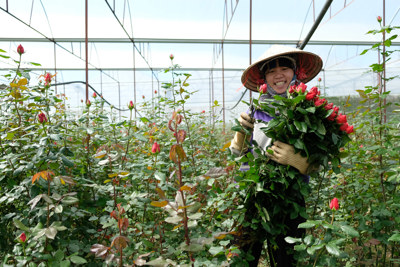 Hoa hồng Đà Lạt tăng giá mạnh từng ngày trước lễ Valentine 2022