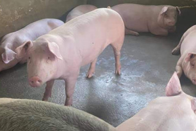 Giá lợn hơi ngày 11/2/2022: Tăng nhẹ, có lợi cho người bán nhỏ lẻ