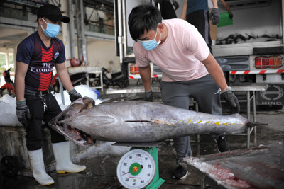 Ngư dân Khánh Hòa thắng lớn vụ cá ngừ đại dương ngay đầu năm mới