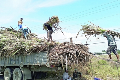 SOSUCO “kêu cứu” vì bị tranh mua nguyên liệu mía