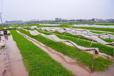 Hà Nội gieo cấy được hơn 70.000ha lúa Xuân