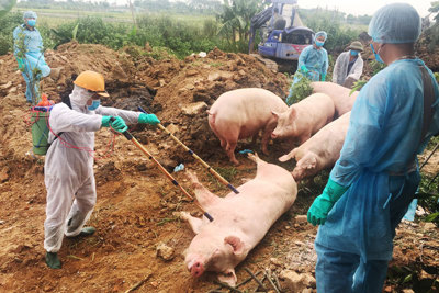Tiêu hủy gần 20.000 con lợn mắc dịch tả lợn châu Phi từ đầu năm