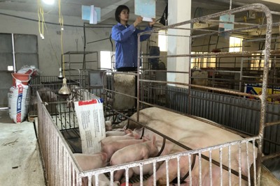 Hà Nội: Tái cơ cấu ngành chăn nuôi theo hướng chuyên nghiệp