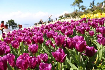 Du khách nô nức ngắm hoa tulip lần đầu xuất hiện trên đỉnh Núi Bà
