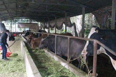 Hơn 1.000 con gia súc chết rét, Bộ Nông nghiệp ban hành công điện khẩn