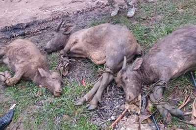 Nghệ An: Gần 500 con trâu, bò chết do nhiệt độ xuống thấp