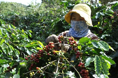 Giá cà phê hôm nay 23/2: Robusta bất ngờ tăng mạnh, vượt mốc 2.300 USD/tấn