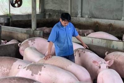 Giá lợn hơi ngày 27/2/2022: Đồng loạt giảm trên cả 3 miền
