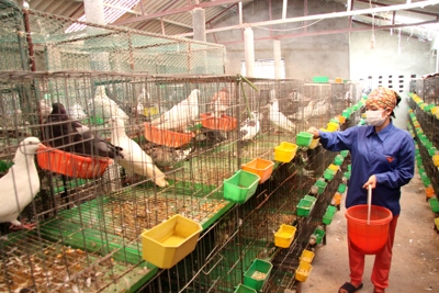 Hà Nội: Khuyến khích phát triển trang trại theo chuỗi liên kết