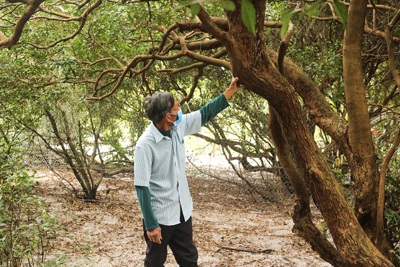 Quảng Bình: Rừng trâm bầu gần 500 năm tuổi, “báu vật” của làng biển 
