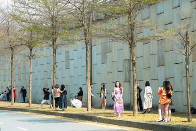 Hà Nội: Hàng cây bàng vàng thu hút người dân “checkin” như ở xứ Hàn