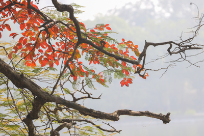 Vẻ đẹp lãng mạn của Hà Nội trong mùa cây thay lá