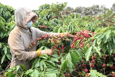 Giá cà phê hôm nay 10/3: Robusta tiếp tục tăng, trong nước đạt 41.000 đồng/kg