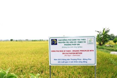 Hà Nội: Nhiều diện tích trồng lúa “nói không” với thuốc bảo vệ thực vật