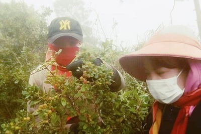 Quảng Bình: “Săn” dâu trên dãy Hoành Sơn, nông dân thu về tiền triệu
