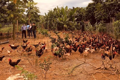 Hướng chăn nuôi gà an toàn, hiệu quả ở Hà Nội