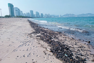 Dầu thô vón cục xuất hiện trên biển Nha Trang
