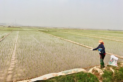 Huyện Sóc Sơn: Nhân rộng diện tích lúa hàng hóa chất lượng cao