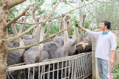 Huyện Phú Xuyên: Hướng kinh tế mới từ nuôi chim “siêu to khổng lồ”