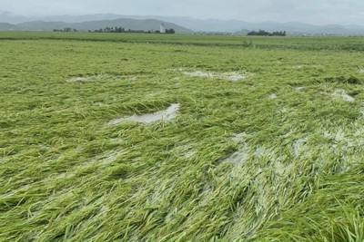 Quảng Ngãi: Khoảng 40% diện tích lúa Đông Xuân ngã đổ do mưa lớn