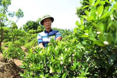 Huyện Đông Anh: Đẩy mạnh tiêu thụ sản phẩm nông nghiệp trên sàn điện tử