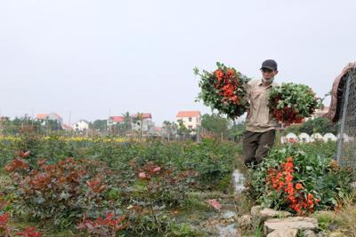 Hà Nội: Nhân rộng những vùng hoa ven đô