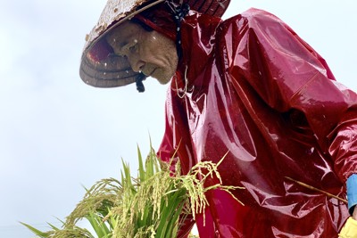 Quảng Ngãi: Xót cảnh nông dân lội nước đỡ từng bông lúa ngã