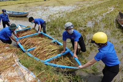 Bình Định: Bộ đội, công an ra đồng giúp dân thu hoạch lúa 
