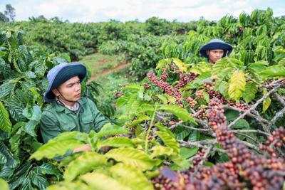 Giá cà phê hôm nay 6/4: Nguyên nhân Arabica liên tiếp tăng