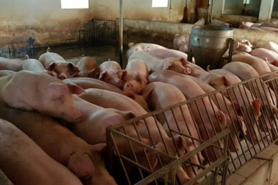 Giá lợn hơi ngày 7/4/2022: Lãi hàng tỷ đồng nhờ chăn nuôi lợn khép kín