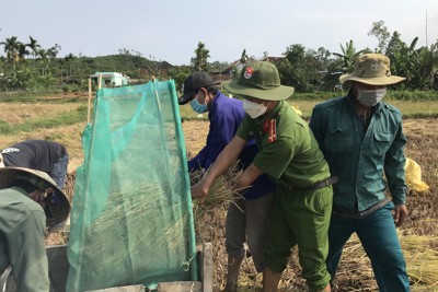 Quảng Ngãi: “Áo xanh” xuống đồng giúp dân thu hoạch lúa